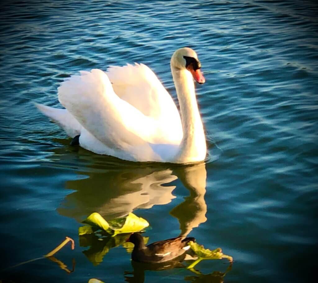 A swan glides along Lake Morton. | Kimberly C. Moore, LkldNow