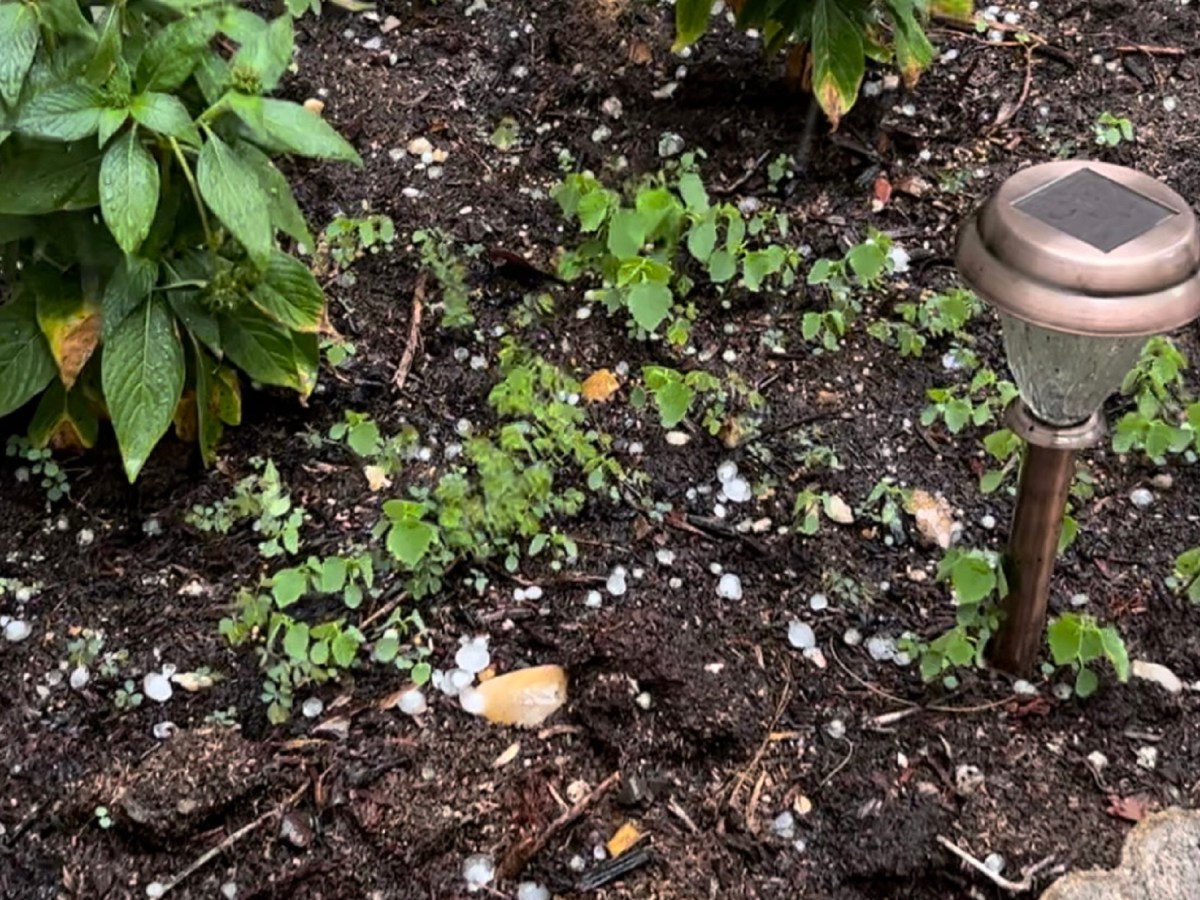 Cherry-sized hail littered a flower bed near Grove Park Thursday afternoon. The hail lasted for about 15 minutes.
